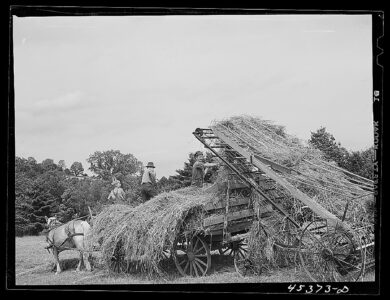 A black and white photo of hay being moved into wagons